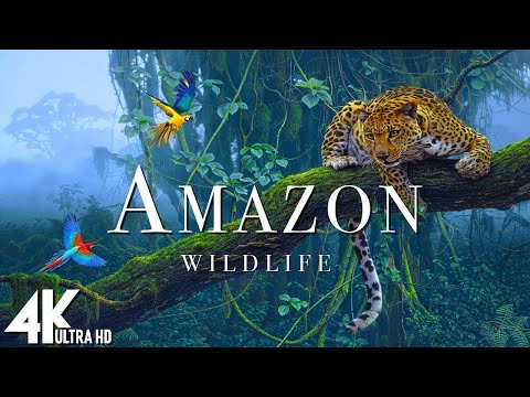 Amazon 4K - The Beautiful World of the Amazon | Scenic Relaxation Film - 4K VIDEO ULTRA HD