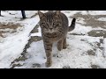 Cute Tabby Gray Cat Wants To Eat But Hesitate To Ask Me