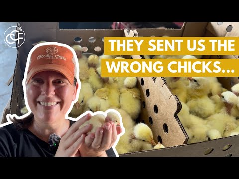 Moving Day for the Chicks + Brooder Room Tour | Crossing Creeks Farm