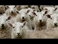 Baa Baa Black Sheep The Singing Sheep