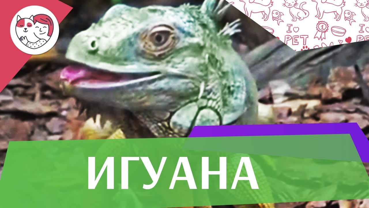 Игуана Культурное наследие на ilikepet