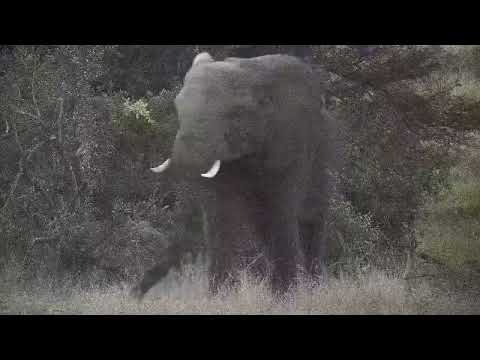 Djuma: Two Elephant bulls slowly moving through - 17:34 - 06/02/2022