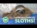 SLOTH FACTS for KIDS 🦥 webinar w/ Sarah + a WILD SLOTH!