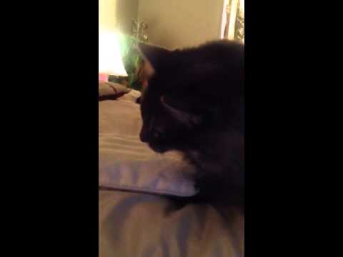 Solange vs my kitties