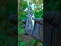 M Strider SnG Hybrid Black G10 GG CTS XHP Belt Satin Magna Knives