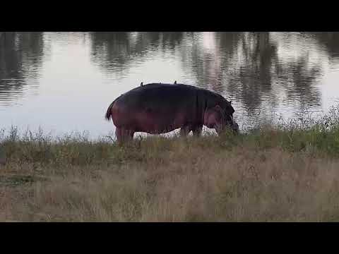 Djuma: Hippo goes out of water to graze and mark territory - 17:04 - 05/29/20