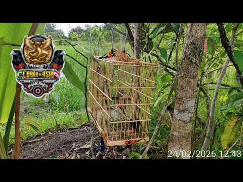 Curió cobra de asa pegando pardo em nova esperança do Piriá 