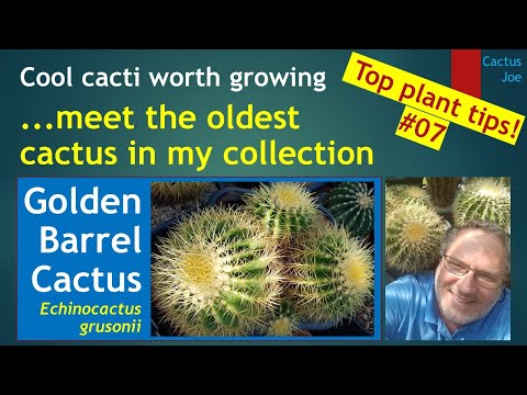 , title : 'GOLDEN BARREL CACTUS - The Oldest Cactus in my Collection - Echinocactus grusonii #cactuscare #cacti'