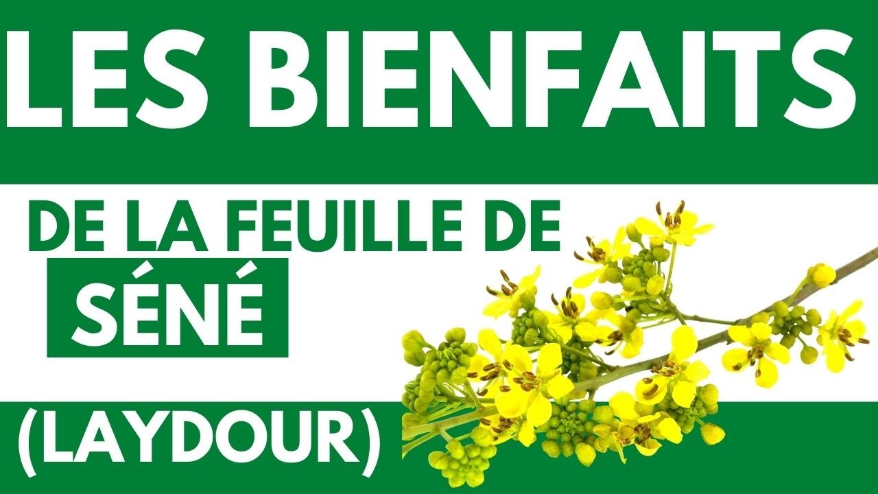 Les bienfaits de la feuille de séné (LAYDOUR)