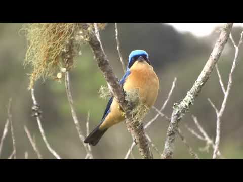 Fawn-breasted Tanager (Pipraeidea melanonota)