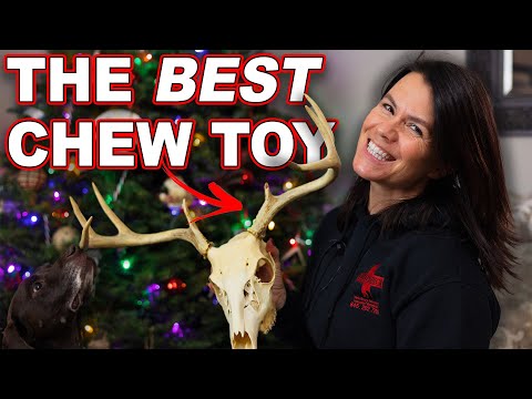 Buy THESE Christmas Presents for Your Dogs Instead!