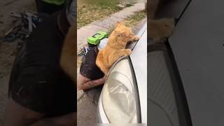#cat #cute #catvideo #cutecat #funnyvideo #funny