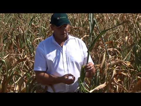 Trockenschäden im Mais - Erntehinweise von R.A.G.T. Teil 2