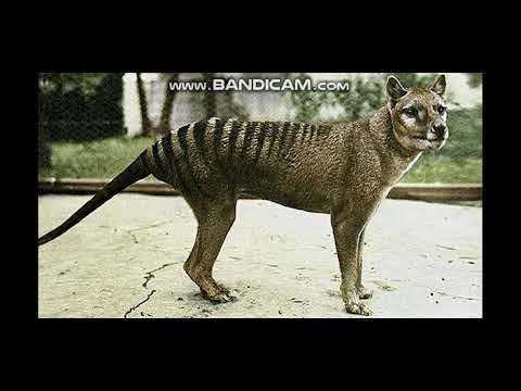 Tasmanian Tiger Sounds