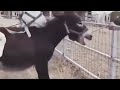 Funny Big Horse Meeting Donkey At Farm