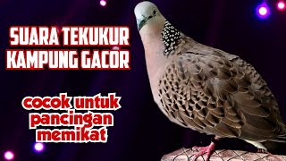 Download lagu Suara Tekukur Kampung Gacor, Cocok Untuk Pancingan Memikat mp3