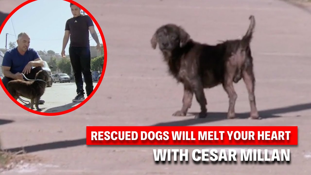 Rescuing Stray Dogs: From The Streets To Second Chances | Dog Nation Throwbacks