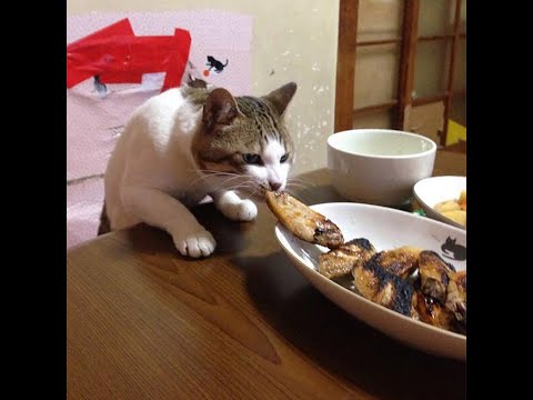 Cats Who Steal Food... Or Try To! (A Compilation)