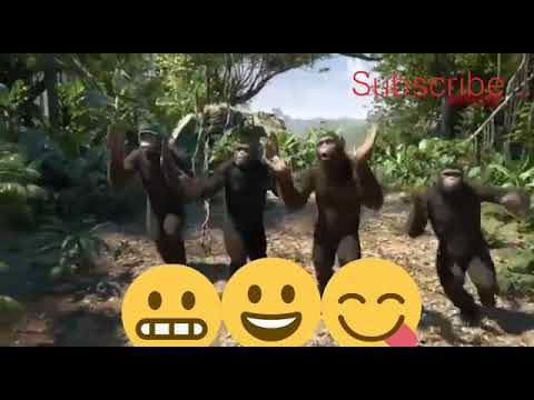 Chogada's of monkey's