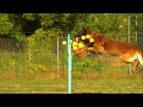 🔥🔥🔥#solwMotion# dog jump 🐕🐕🐕🔥🔥🔥🔥🔥