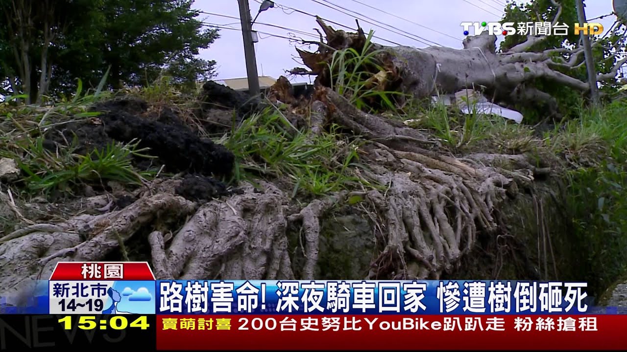 路樹害命！深夜騎車回家　慘遭樹倒砸死