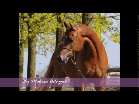 2013 Grey Filly by Makisa Adaggio