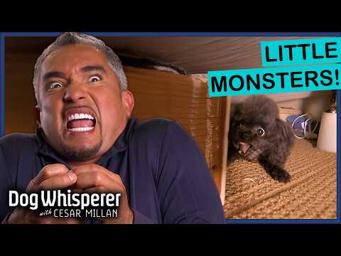 Cesar Millan VS Small Dogs With BIG Bites | Dog Whisperer Compilation