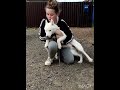 Siberian Husky welpen kaufen