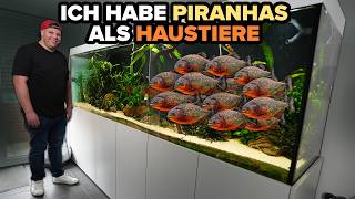 Film - ciekawostka Piranie w akwarium roślinnym