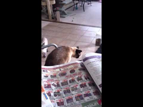 Skinny the Siamese cat hates sneezing!