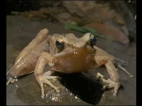 Les Cobras Souverains De L'Inde - Documentaire