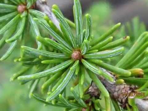 Cedrus brevifolia 'Compacta' / Zwerg-Zypern-Zeder 'Compacta'