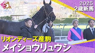 メイショウリュウシが逃げて３馬身半差の完勝！岩田康誠騎手「物見をするくらい余裕があった」2025年12月13日(土)２歳新馬　阪神ダート1400m　実況：川島壮雄【カンテレ公式】