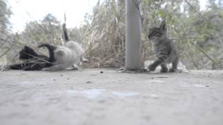 preview picture of video 'Adorable and cute kittens playing with each other HD'
