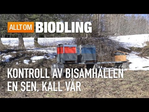 Kontroll av bisamhällen en sen, kall vår - Biodling