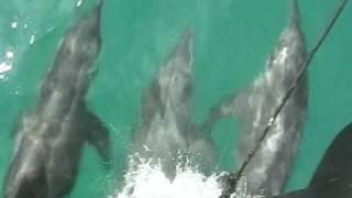 preview picture of video 'Golfinhos no Passeio de barco em Cabo Frio - Lanzierimagens'