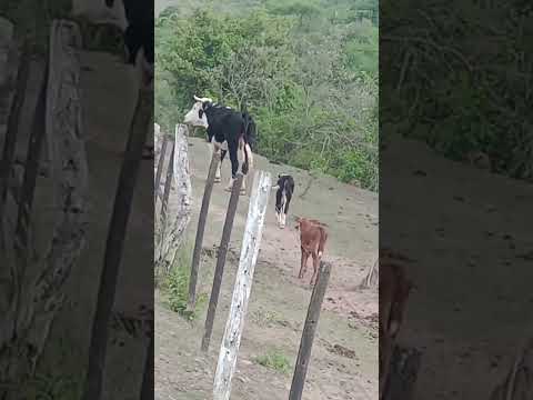 Las Juntas Catamarca