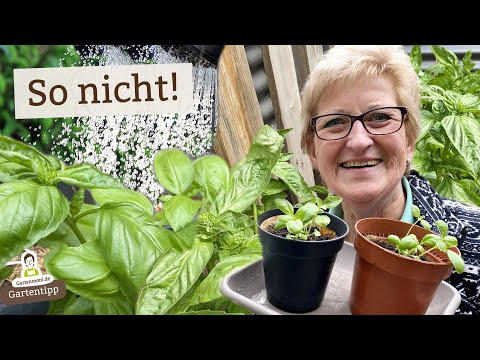 Für ein bessere Basilikum-Ernte: So gießt du richtig (und vermeidest typische Fehler)