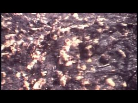 Maxime Le Forestier et Vanessa Paradis - complainte du phoque HQ ST