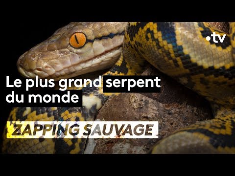 Quand le python réticulé se met en chasse