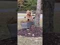 Golden Retriever Ding Dong Ditch