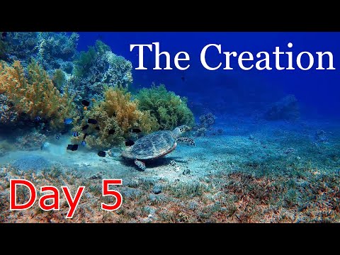 The Creation series day 5