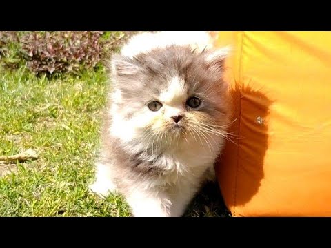 Mother Cat Ignoring Her Kittens