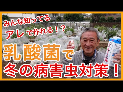 なぜトマトに牛乳をかけるのでしょうか？副作用はありますか?  庭園