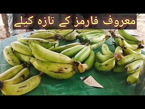 Fresh Banana fruit of Maroof farms