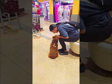Heinz Dog training / Miami Dog Training video.