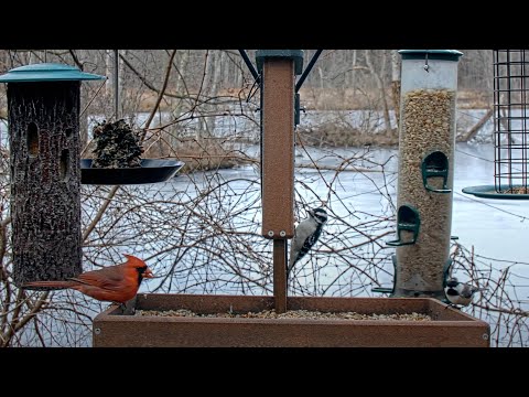 Seven Species Visit Cornell Feeders In Less Than Two Minutes! – Feb. 5, 2024