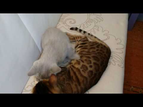 Avani kann nicht genug bekommen