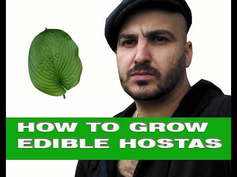 , title : 'How to grow Edible Hostas'