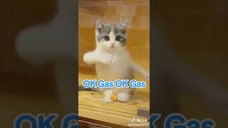 Download lagu oke gas oke gas #kucing #joget mp3 Download lagu oke gas oke gas #kucing #joget mp3